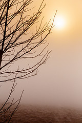 Image showing Misty morning sunrise over tree