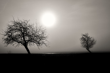 Image showing misty silhouette of two trees