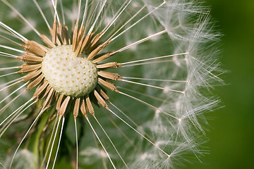 Image showing Fluff ball