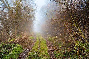 Image showing Country road through rich deciduous forest