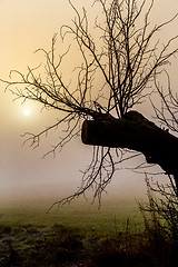 Image showing Misty morning sunrise over tree