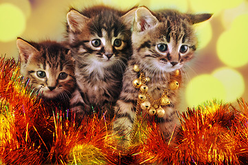 Image showing small  kittens among Christmas stuff