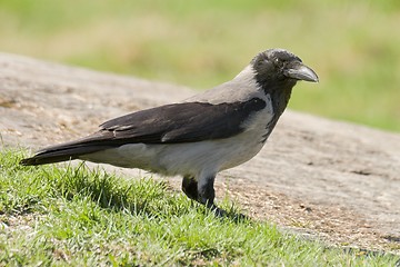 Image showing Hooded Crow