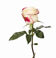 Image showing white rose