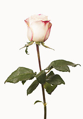 Image showing white rose