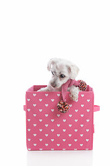 Image showing Puppy dog in love heart box