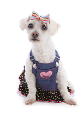 Image showing Dog wearing denim dress