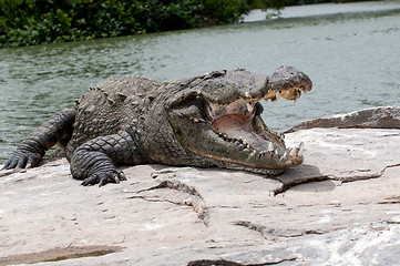 Image showing crocodile