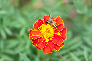 Image showing Bee