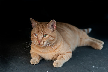 Image showing Stray Cat