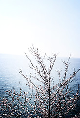 Image showing Flowered tree 