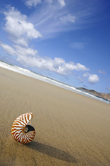 Image showing Beach Nautilus