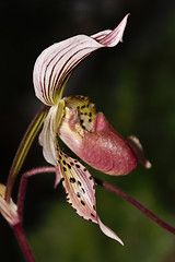 Image showing Paphiopedilum Orchid