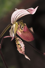 Image showing Paphiopedilum Orchid