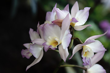 Image showing Cymbidium, Orchid