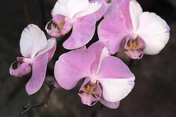 Image showing Phalaenopsis Orchid