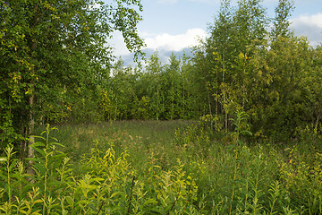 Image showing The field at the edge of the forest