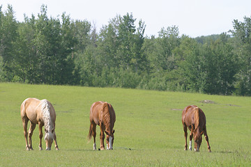 Image showing three horses grazing