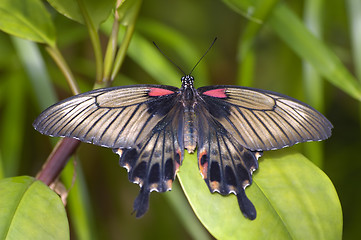 Image showing Tropical butterfly