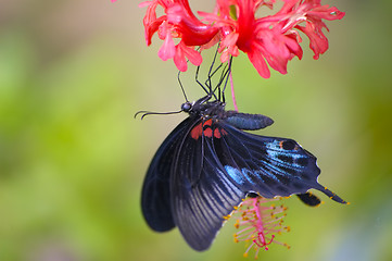 Image showing Black tropical butterfly