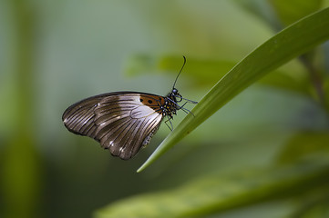 Image showing Brown butterfly