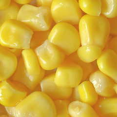 Image showing Maize corn