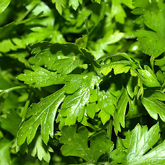 Image showing Parsley picture