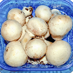 Image showing Mushrooms