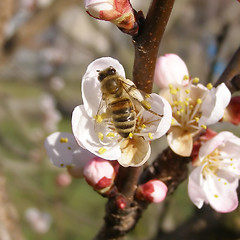 Image showing Bee fetching nectar from flower