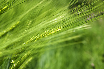 Image showing cereal plant