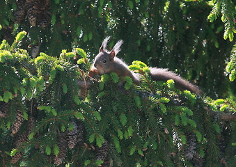 Image showing Squirrel