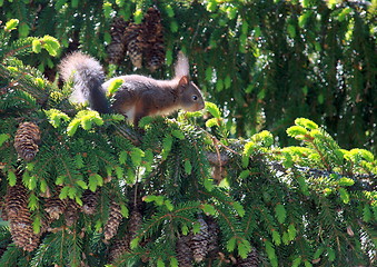 Image showing Squirrel