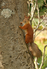 Image showing Squirrel