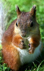 Image showing Squirrel