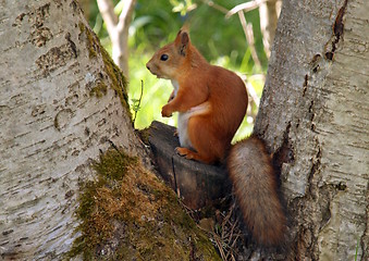 Image showing Squirrel