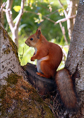 Image showing Squirrel