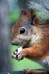 Image showing Squirrel