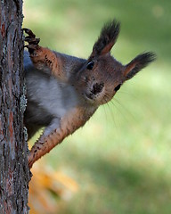 Image showing Squirrel