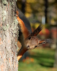 Image showing Squirrel