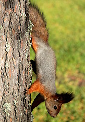 Image showing Squirrel