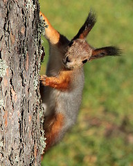 Image showing Squirrel