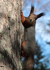 Image showing Squirrel