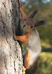 Image showing Squirrel