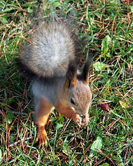 Image showing Squirrel