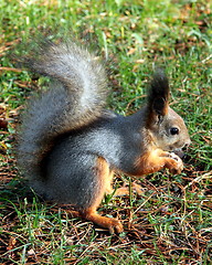 Image showing Squirrel