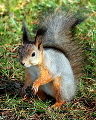 Image showing squirrel