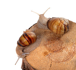 Image showing Two snails on top of pine-tree stump