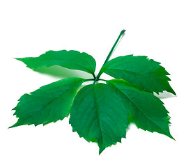 Image showing Green leave (Virginia creeper leaf)