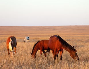 Image showing Three horses grazing in pasture