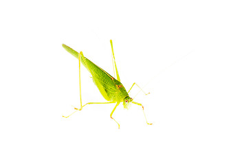Image showing Green grasshopper isolated on white 